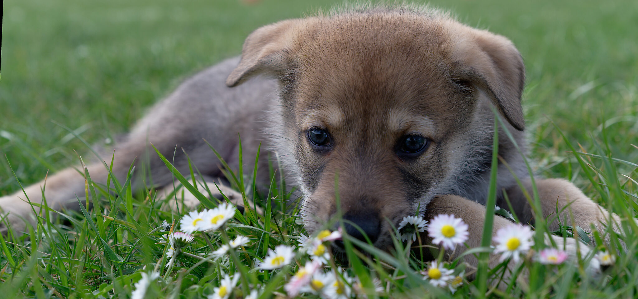 Chiot Chien Loup de Saarloos